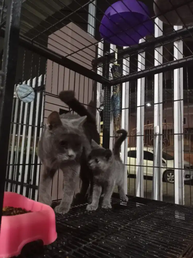 kucing british shorthair bsh ped induk dan anak