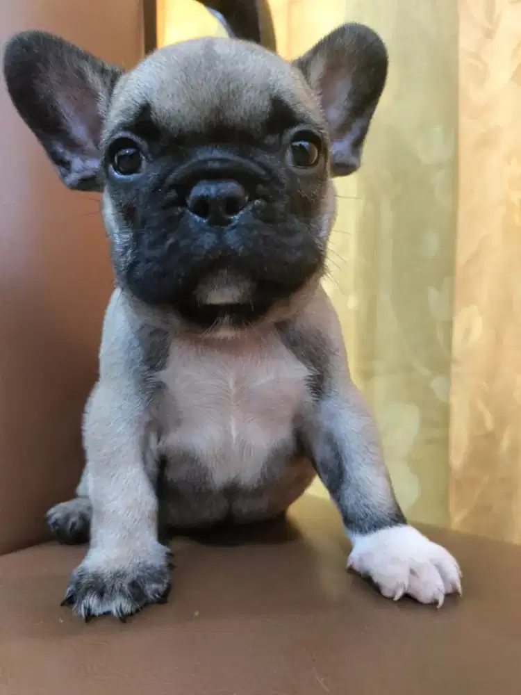 Jual French Bulldog jantan