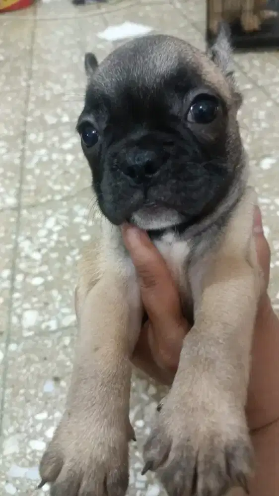French Bulldog betina