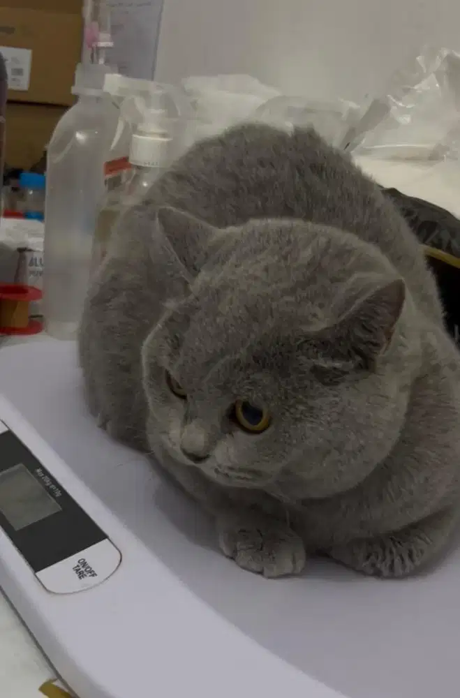 Kucing bsh british shorthair betina british short hair