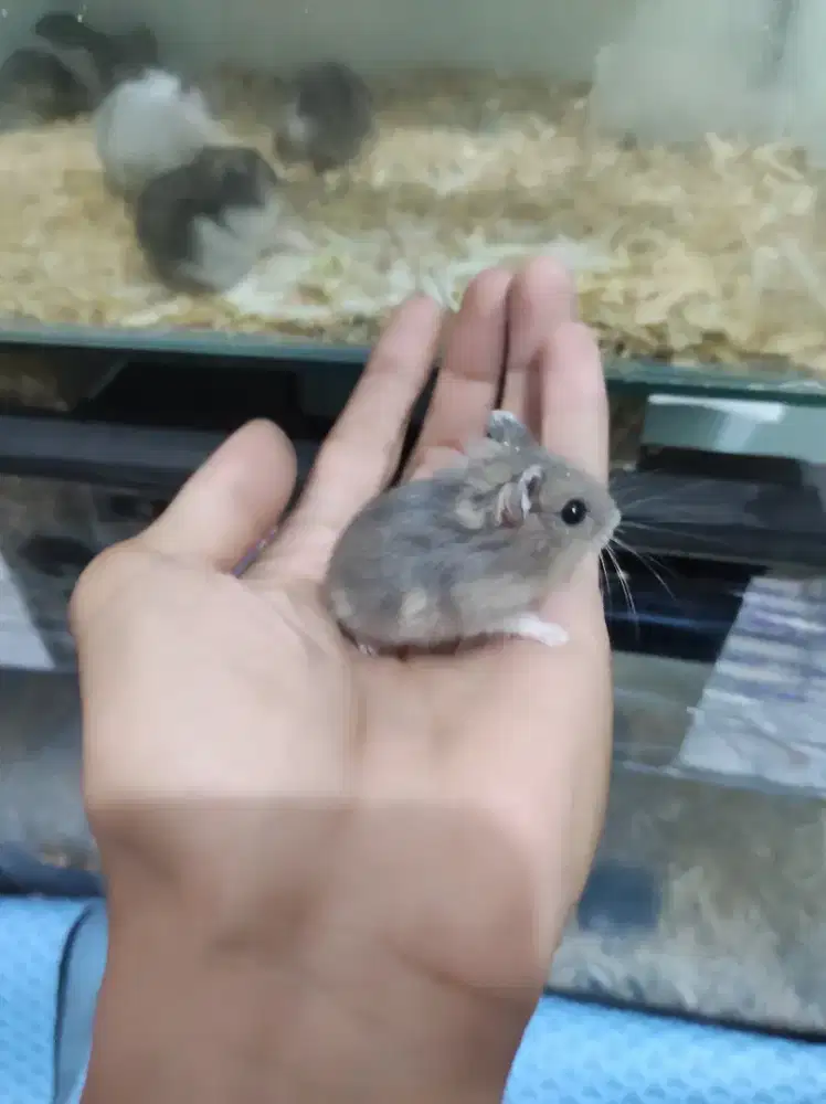 Jual aja anakan hamster