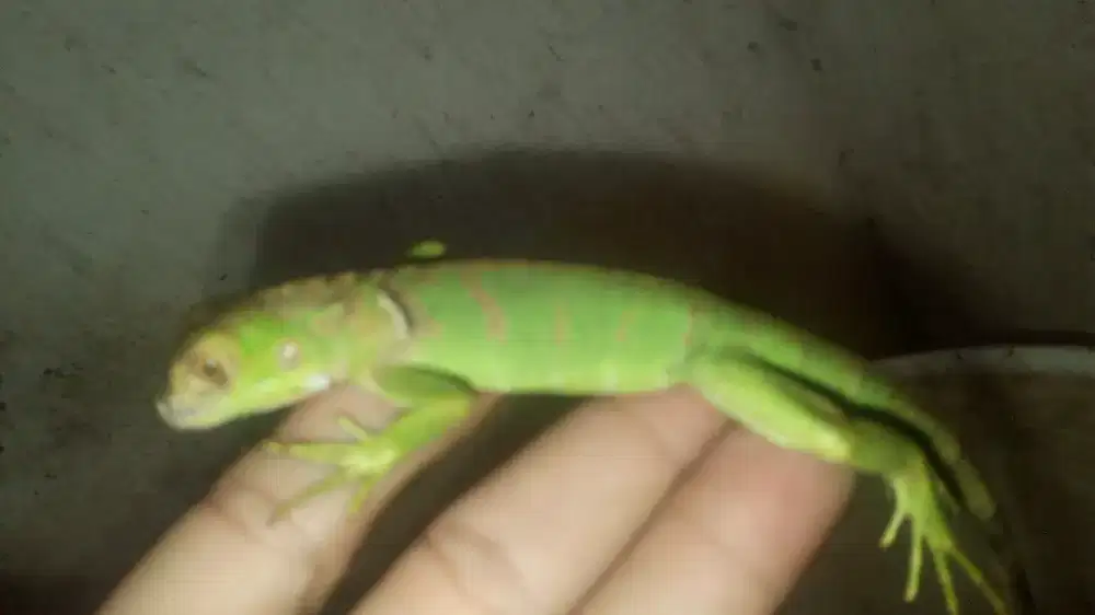 Red iguana baby +-30cm