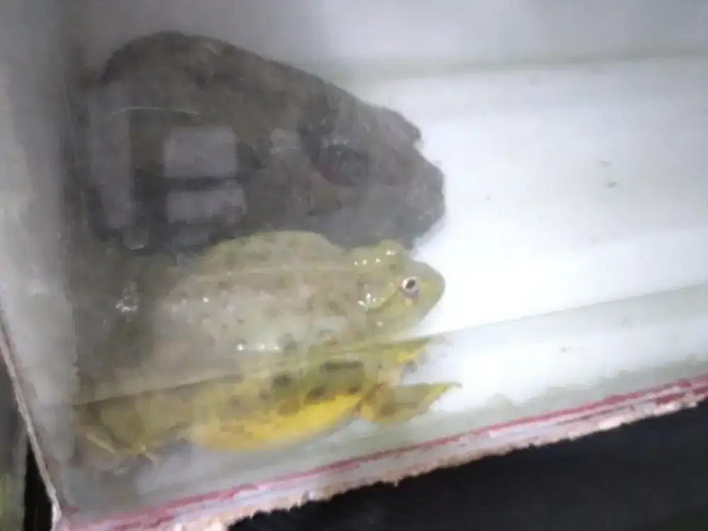 Sepasang african bullfrog indukan