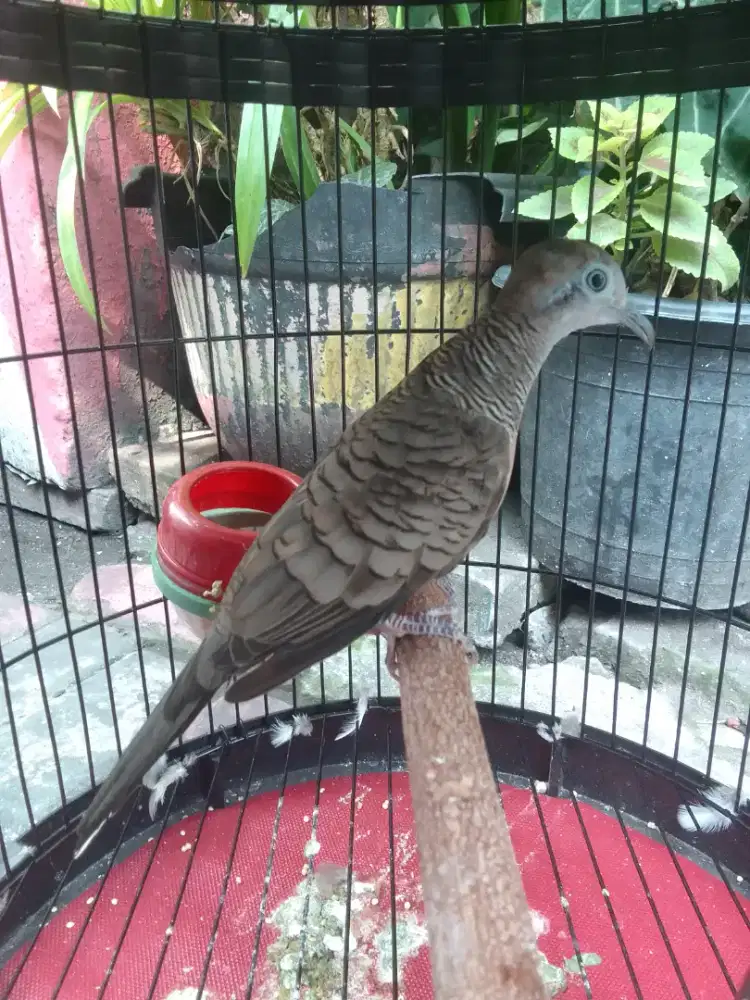 Perkutut peranakan Crossingan Bangkok Lokal pake dobel ring sendiri