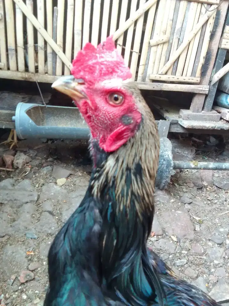 Ayam Pama muda usia 7bln blm, ukur 5,5 an blm abaran