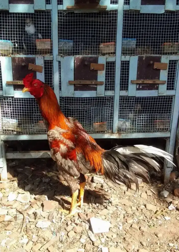 Yg mau buat pemacek sementara, mau mabung perdana Pama win 1x no modus