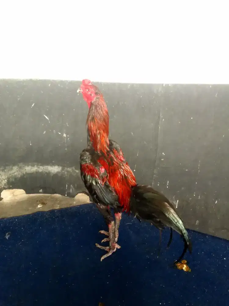 Mangon ayam pukul, kondisi ngurak perdana. No Vidio