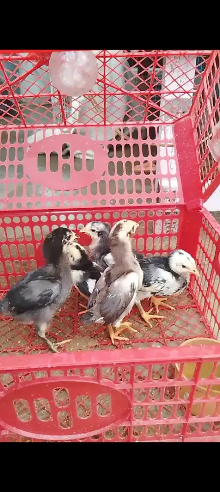 Ayam kampung Silang bankok