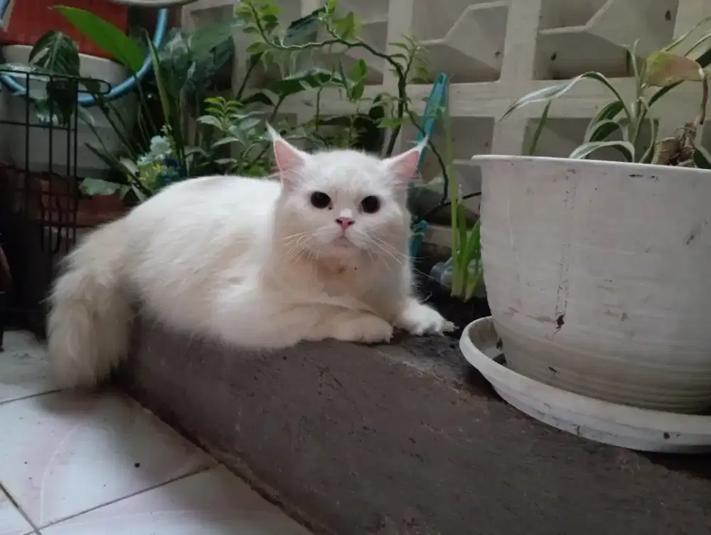 Kucing Persia Putih Bigbone Jantan , MURAH ABIS