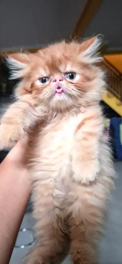 Kucing persia peaknose