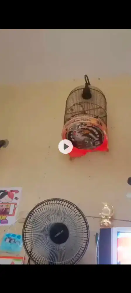 Jual ciblek semi harian rajin fulset 300 burja 250