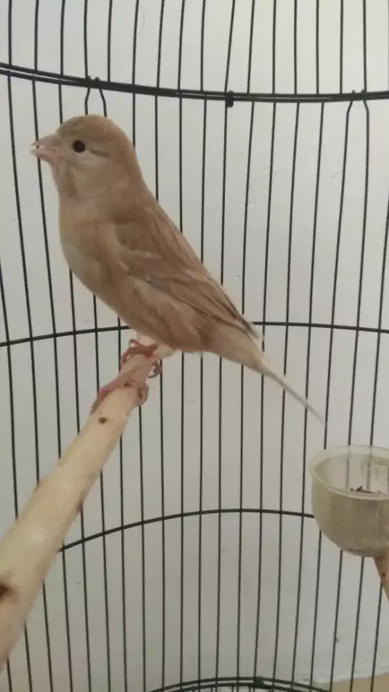 Betina af umur 1 tahunan,derah gunung anyar,bisa bantu kirim