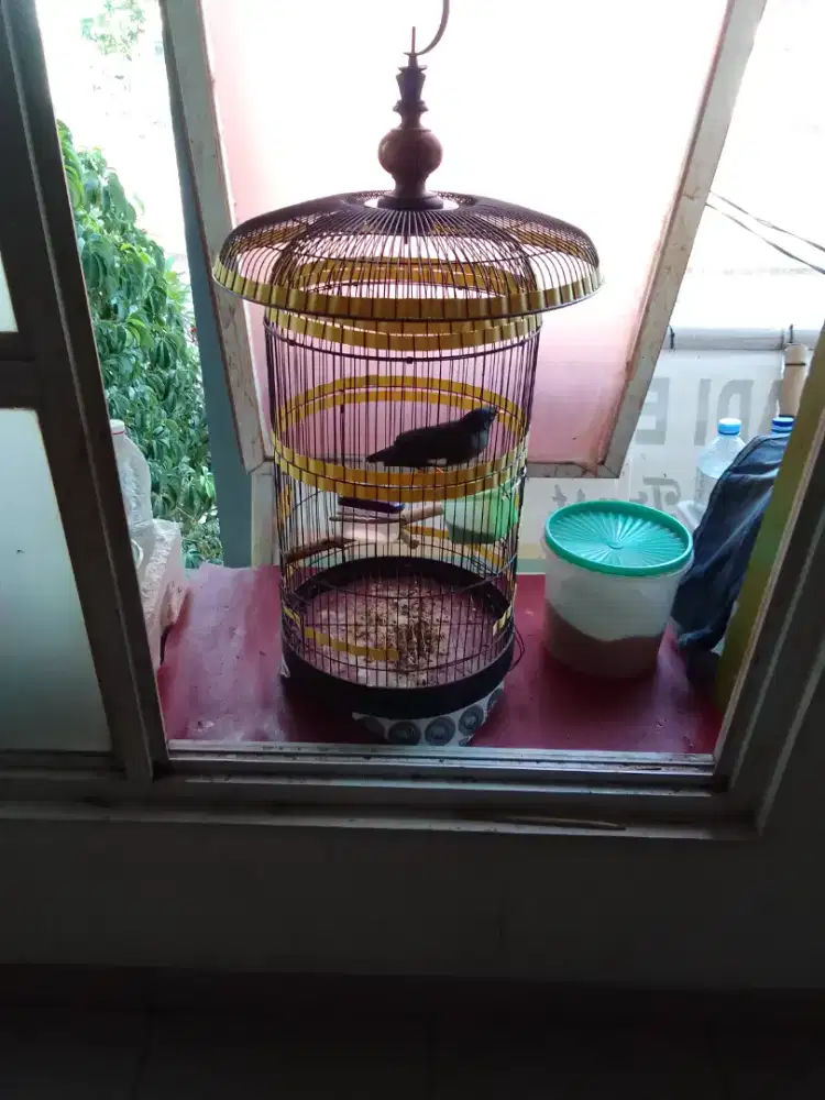 Dijual Jabo brisik fulset