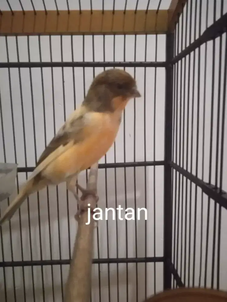 Jual borongan jantan n betina,daerah gunung anyar