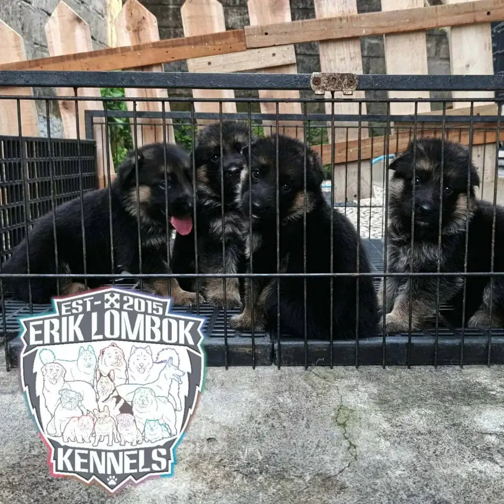 Puppy German Shepherd