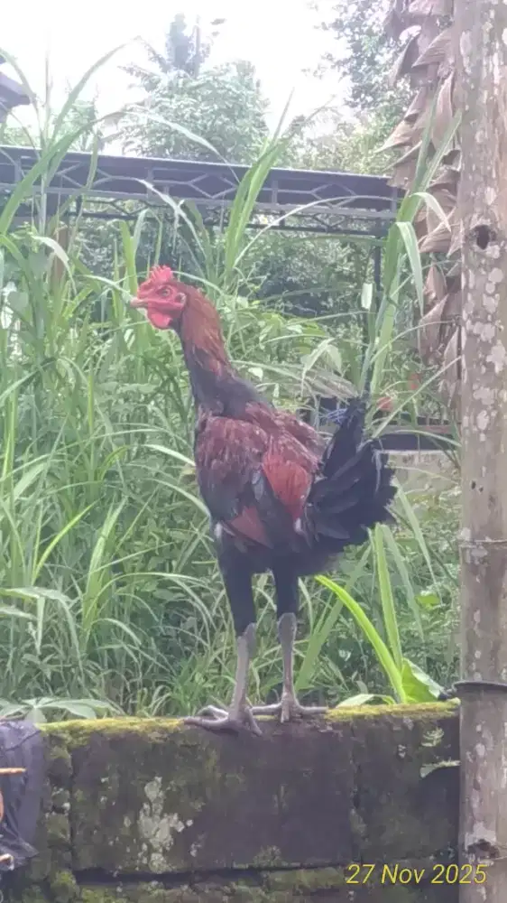 Lancuran Pelung 2 ekor