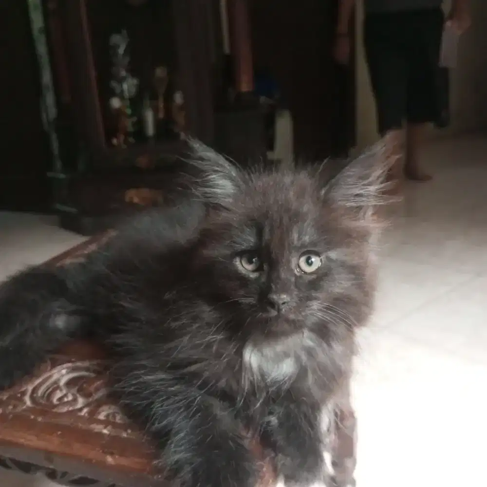 kucing mainecoon