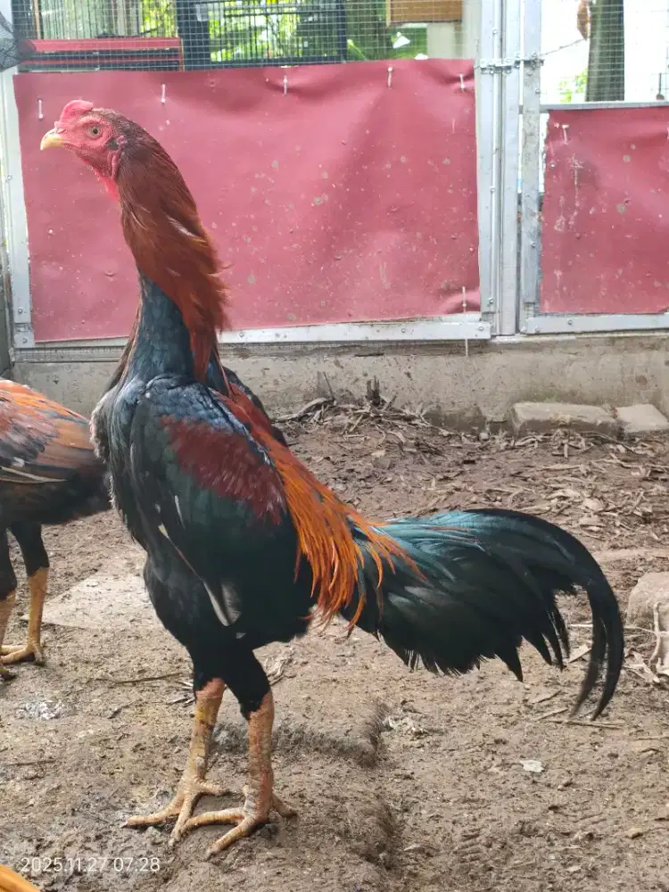 Ayam Bangkok Muda Siap Laga Trah BK vs Ekor Lidi