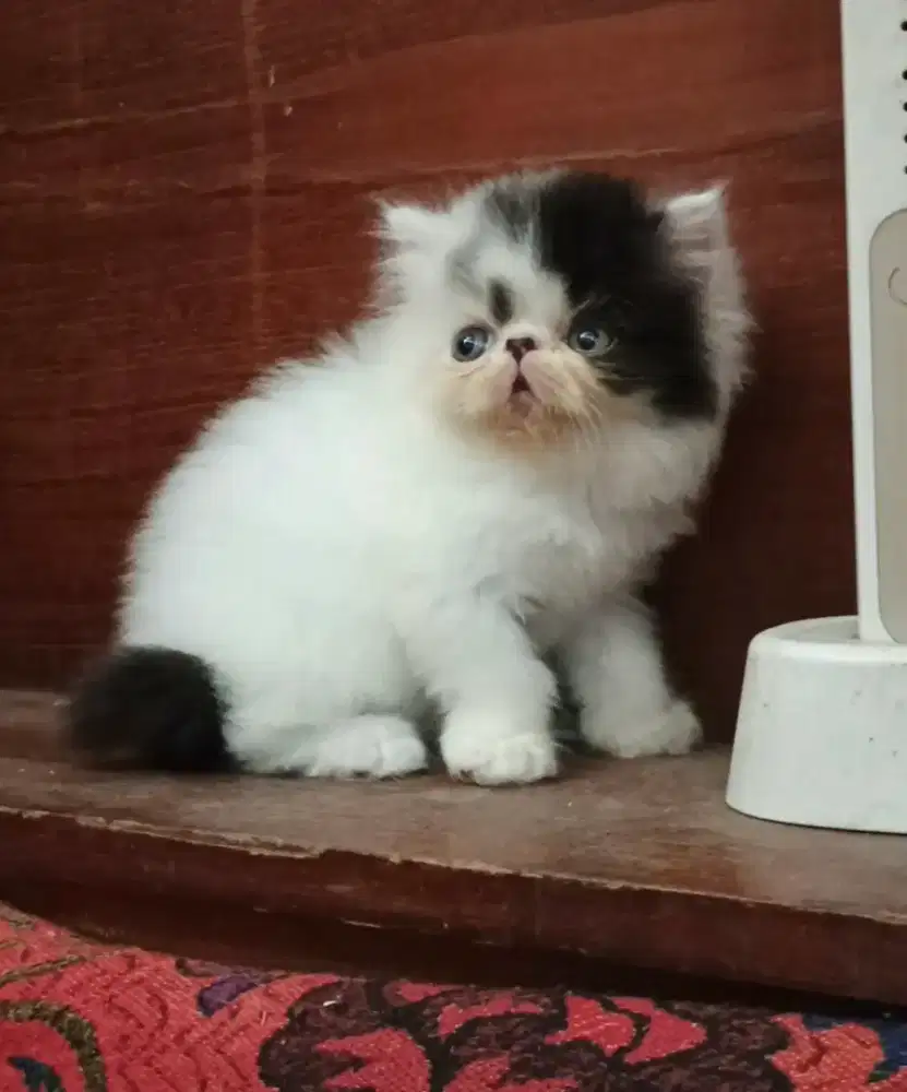 Baby peaknose 2 bulan kelamin jantan