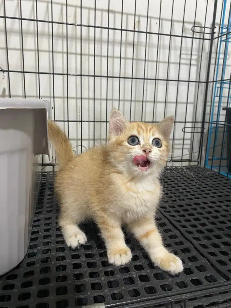 BRI GOLDEN TABBY NY12 MALE