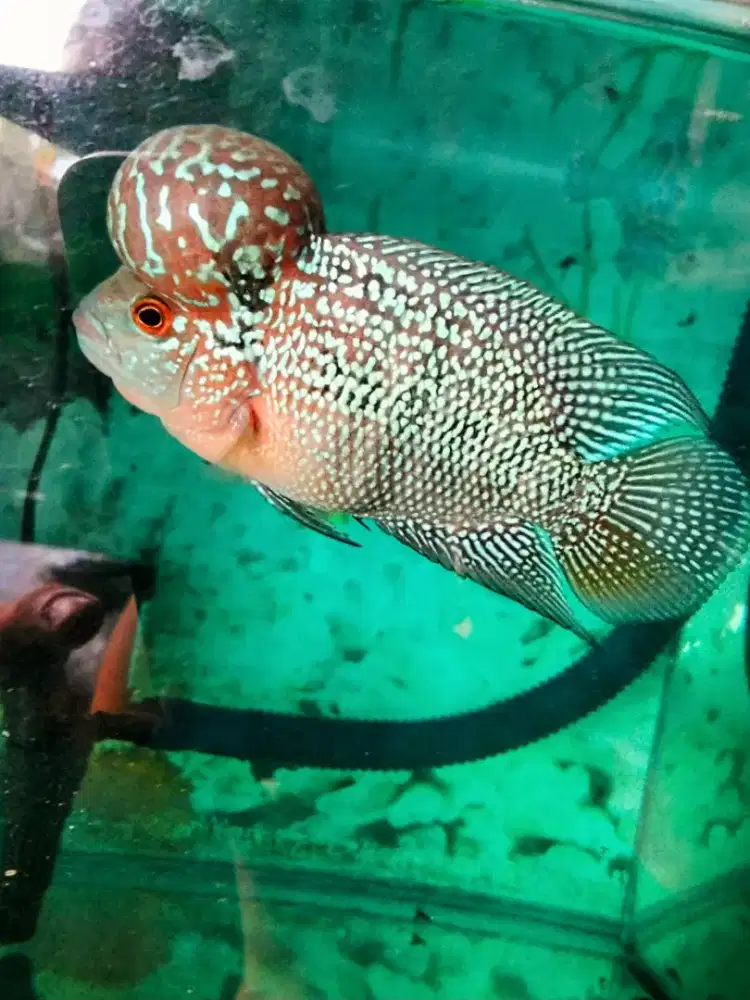 Louhan jenong besar crosshead