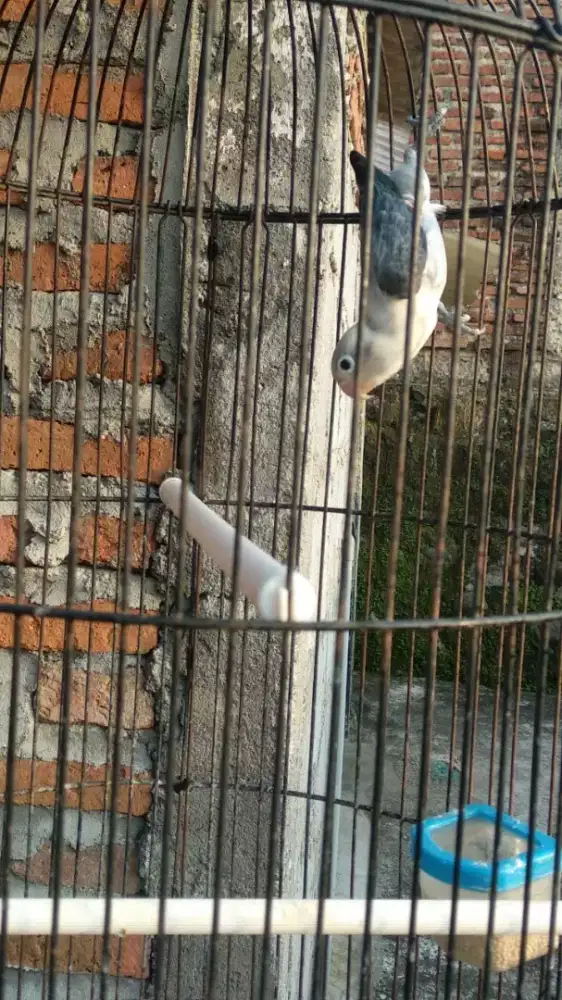 Dijual loverbird Biola Euwing vio,jantan dewasa