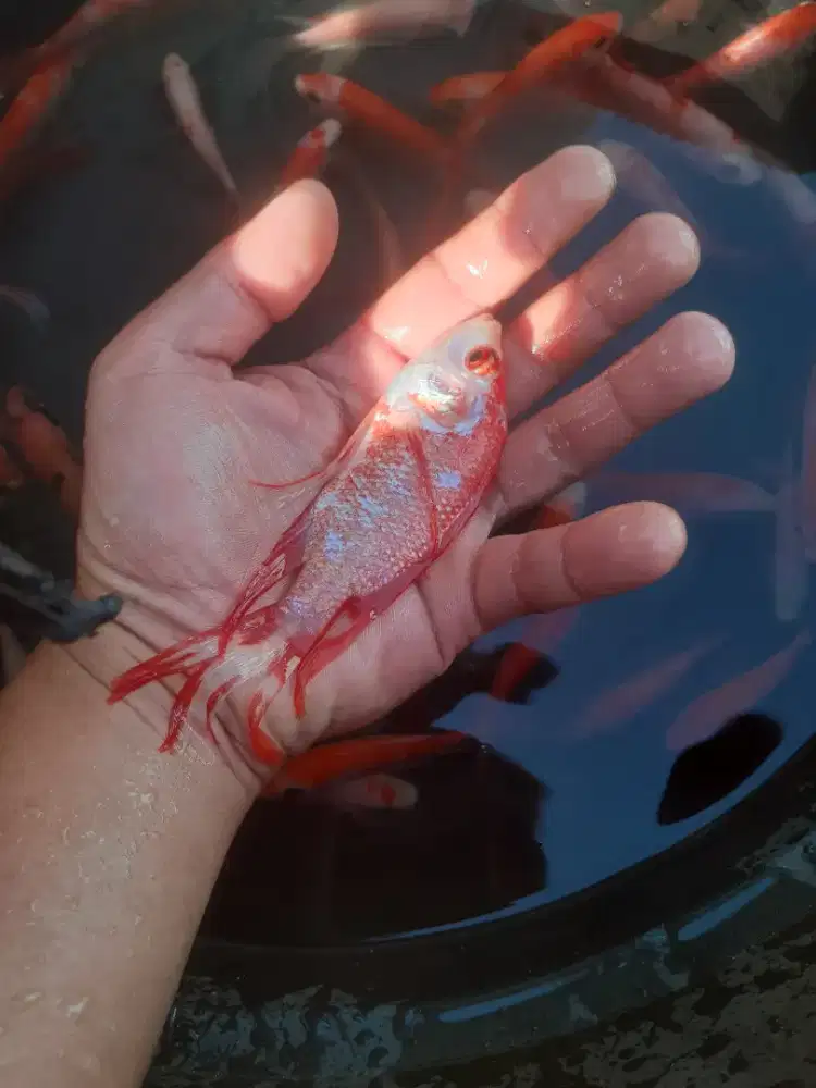 Jual ikan nila slayer ukuran 2 jari