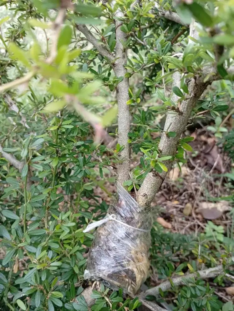 Bahan bonsai cangkokan saeng simbur micro