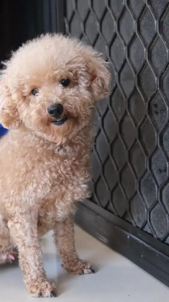 Dijual 2  Anjing Puddle