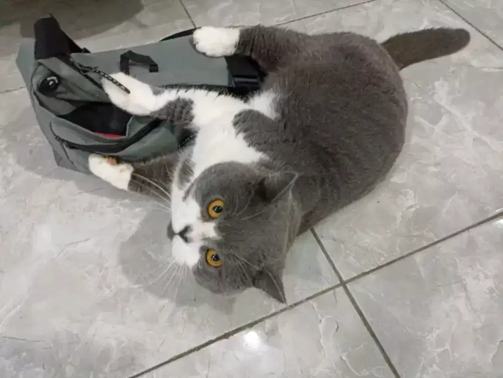 British shorthair bicolor jantan