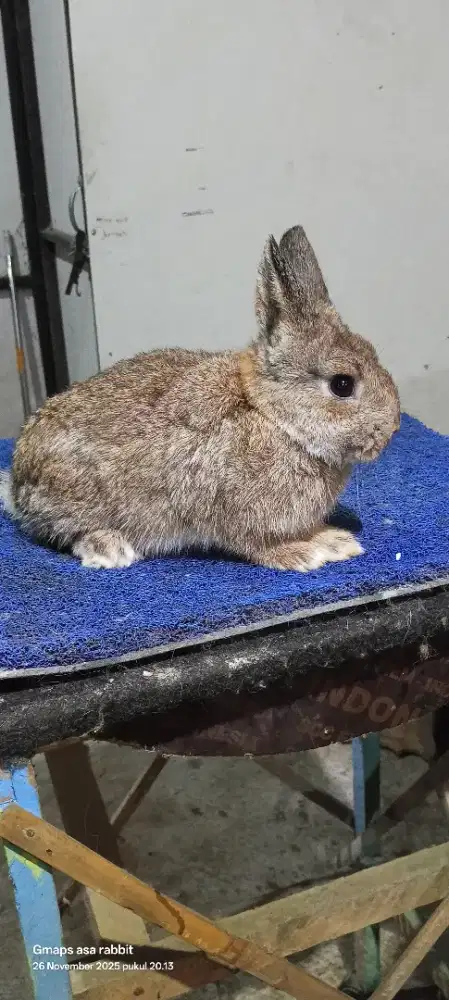 Kelinci hias Nd jantan