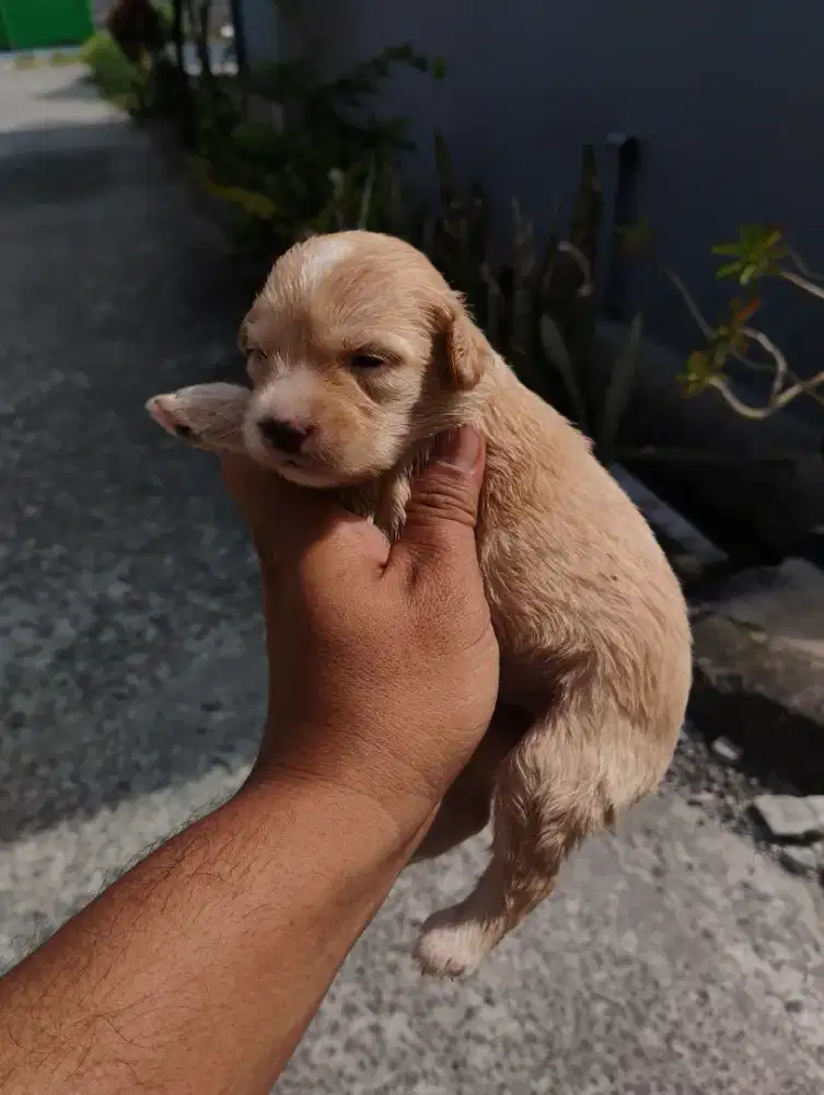 Anak Tiny poodle betina 1 month