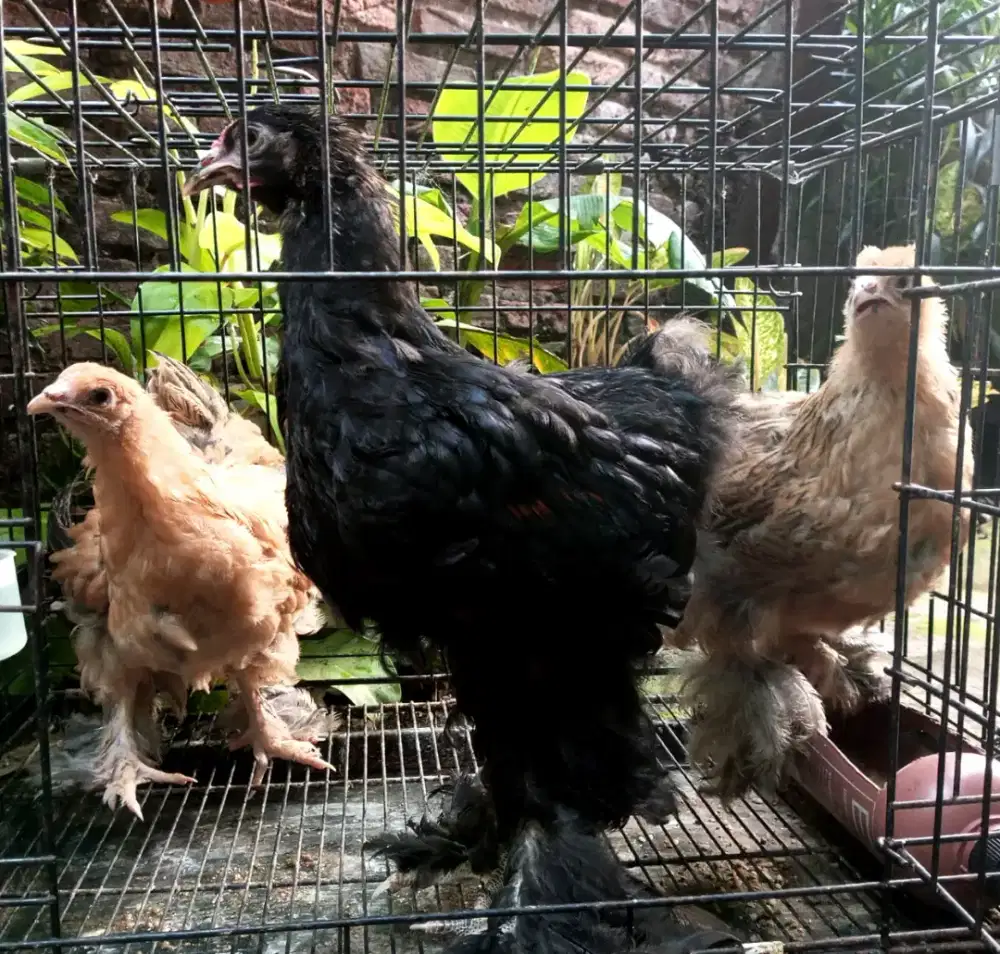 ayam brahma paket ternak