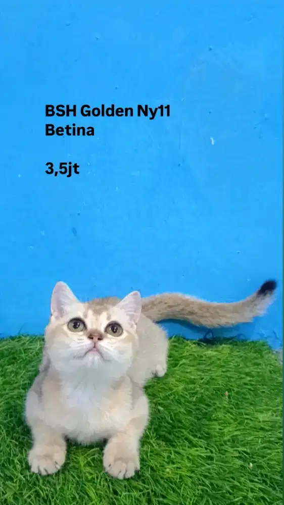 BSH British shorthair