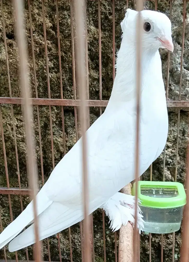 Merpati hias Santinet Turki