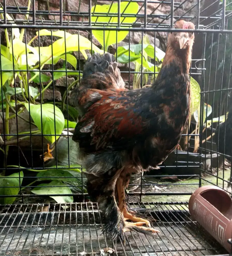 ayam brahma jantan