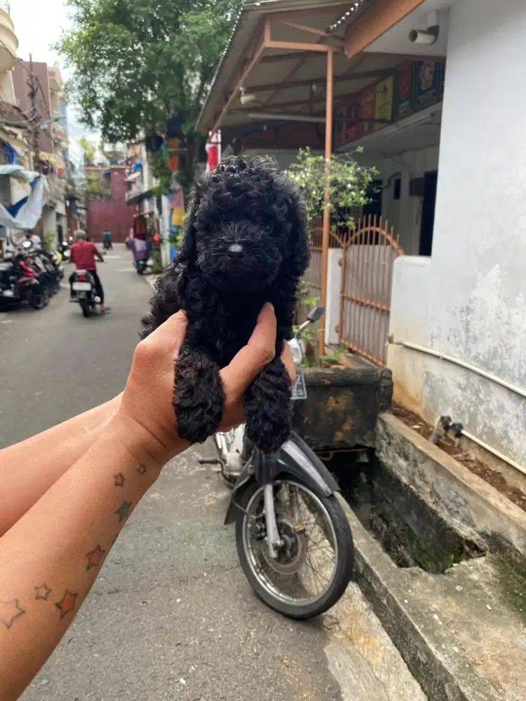 Toy poodle betina 1,5 bulan