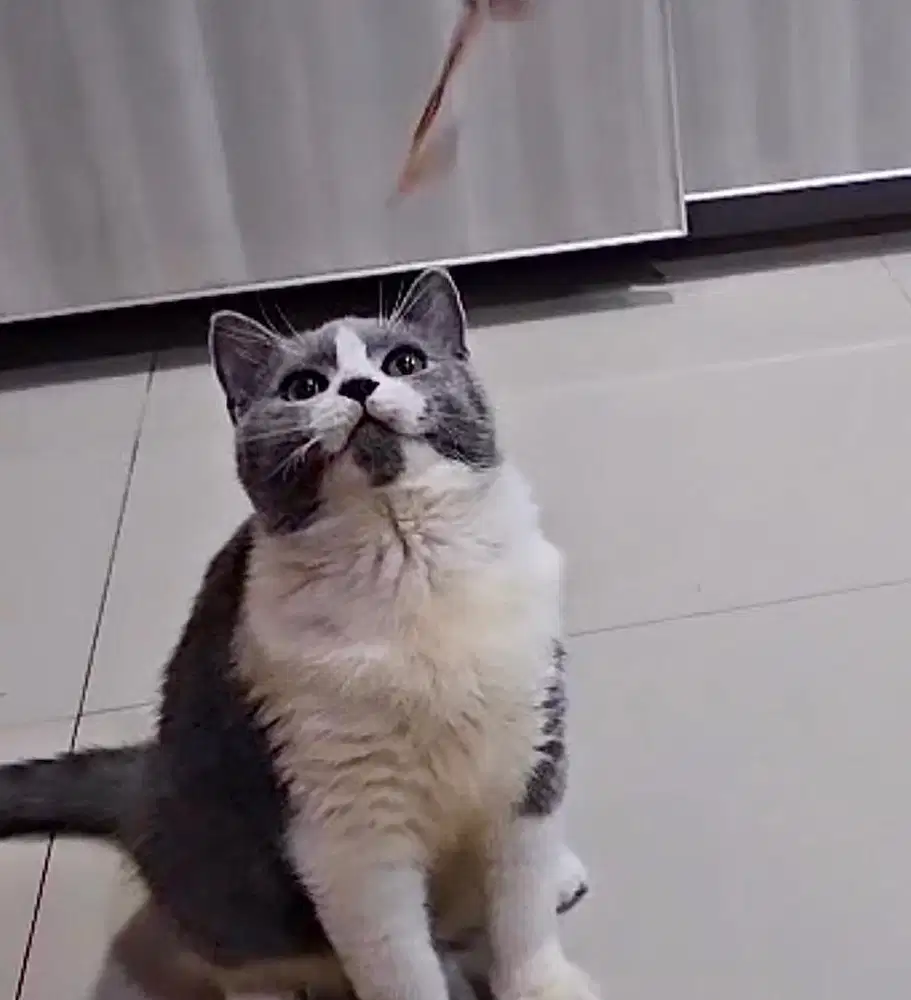 British shorthair jantan 6 bulan