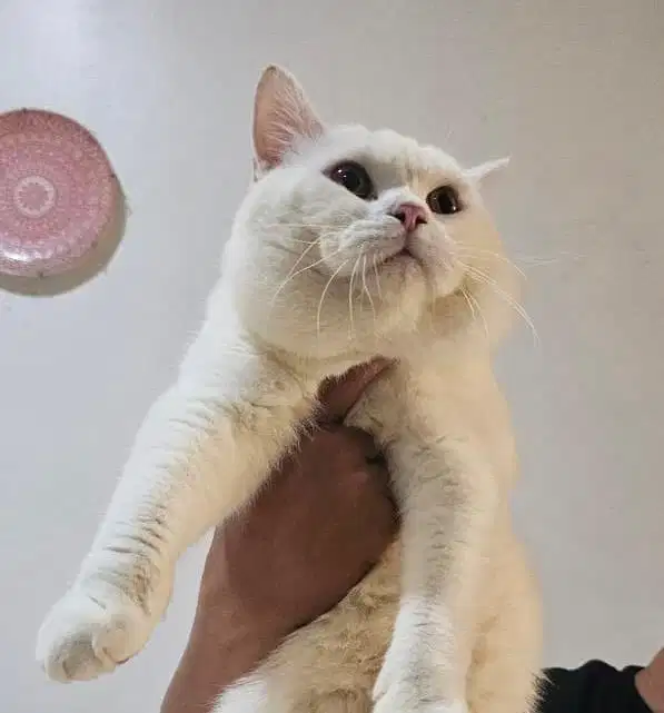 British shorthair jantan super