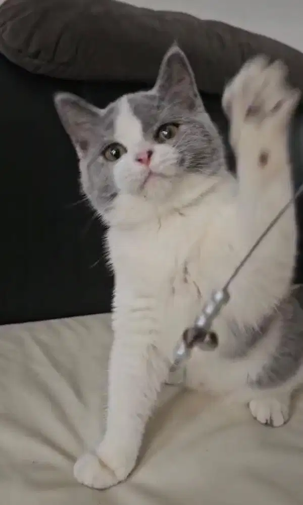 British shorthair betina lepas nonped