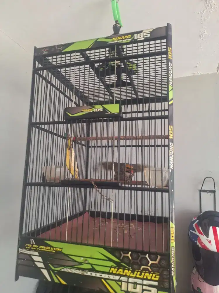 cucak rowo muda hutan rajin