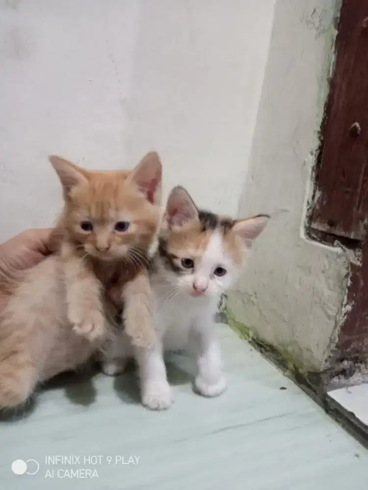 Lepas adopsi kitten mixdome