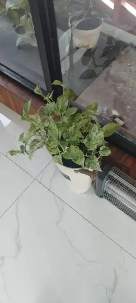 Tanaman Hias kurang tau jenis apa