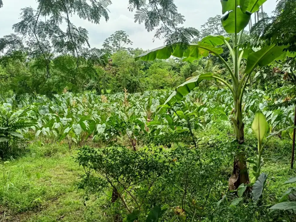 Kavling tanah Strategis 12 Menit IPB Dramaga Lokasi Strategis Bonus Honda Beat