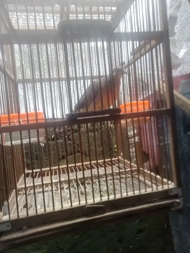 Tekukur kuk 3 S4 dominan 3