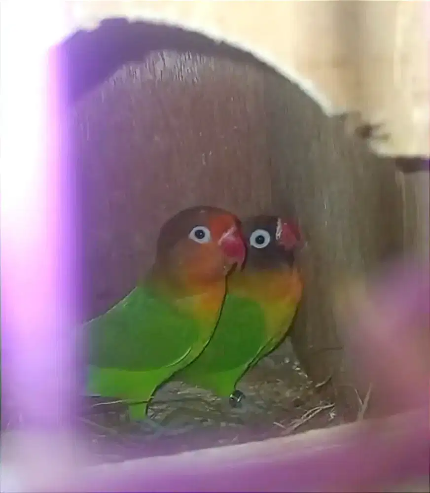Burung lovebird Sepasang produksi