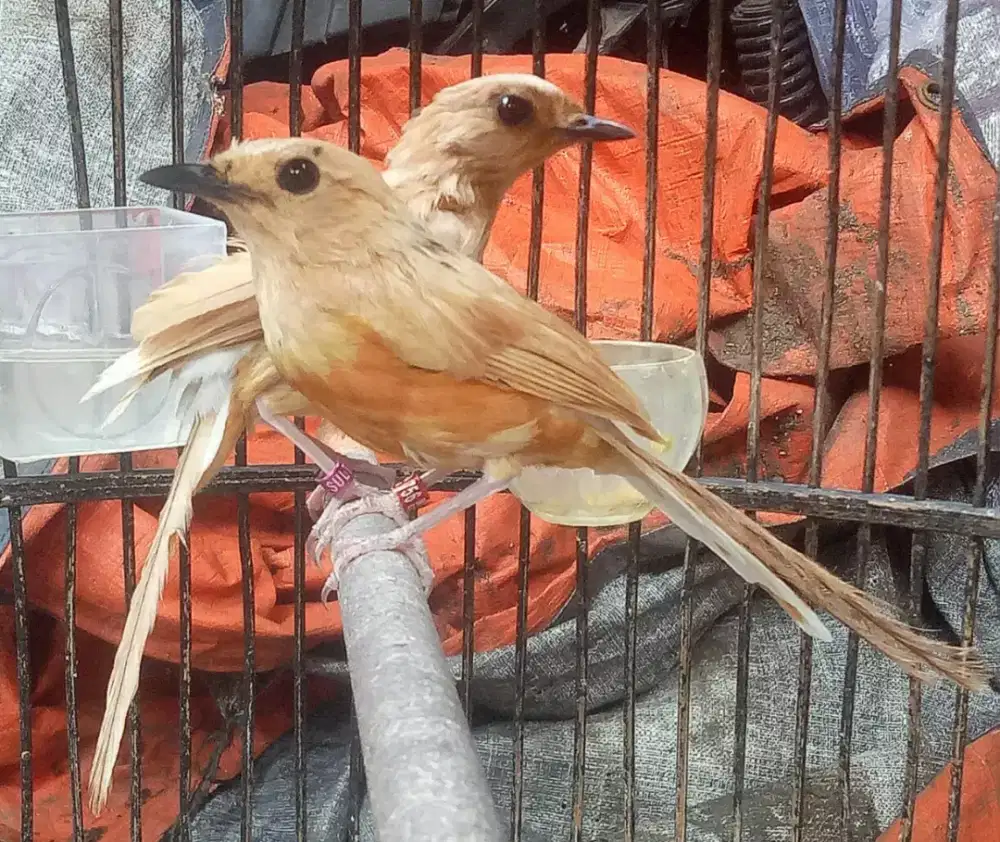 Murai batu creamino jantan  pastol