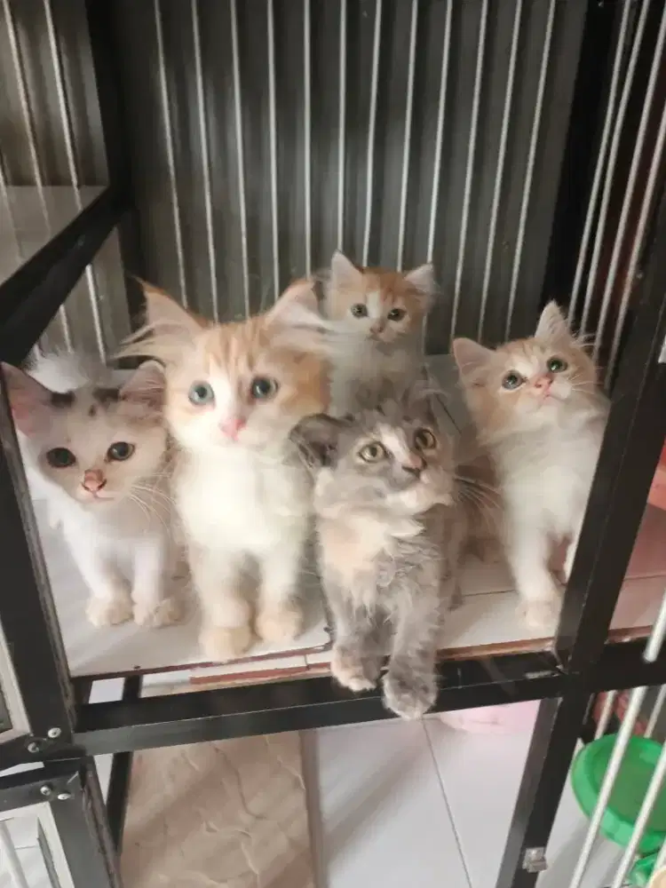 Persia jantan-betina 2,5 bulan