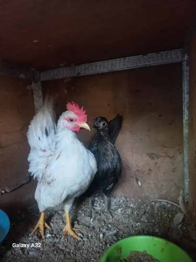 Sepasang ayam serama