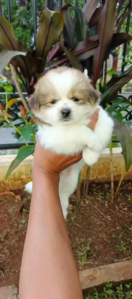 Anakan Anjing shihpoo